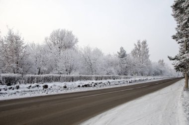 Güzel kış ormanı manzarası