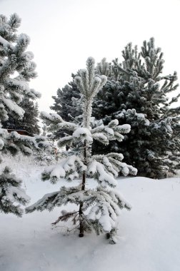Güzel kış ormanı manzarası