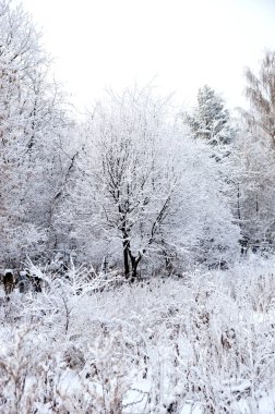 Güzel kış ormanı manzarası