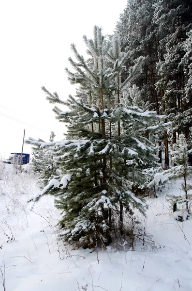 美丽的冬季森林景观 — 图库照片