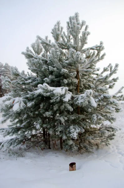 Beautiful Winter Forest Landscape — Stock Photo, Image