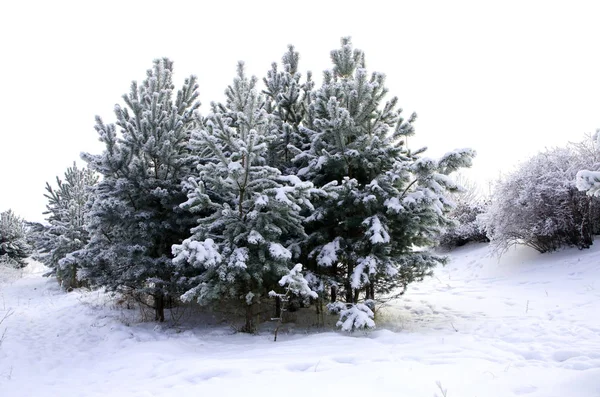 Gyönyörű Téli Erdő Táj — Stock Fotó