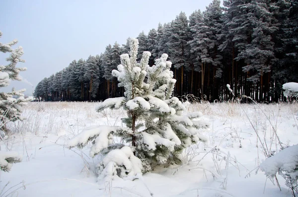 Όμορφο Τοπίο Χειμερινό Δάσος — Φωτογραφία Αρχείου