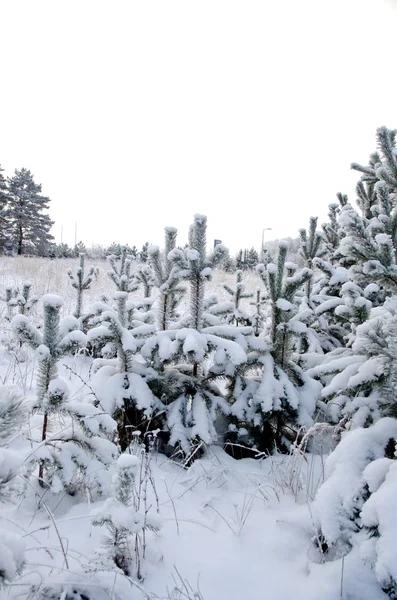 Güzel Kış Ormanı Manzarası — Stok fotoğraf