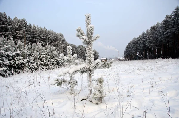 Güzel Kış Ormanı Manzarası — Stok fotoğraf