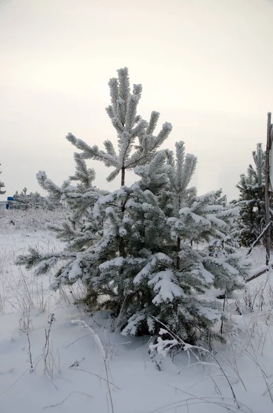 Piękny Zimowy Krajobraz Lasu Obraz Stockowy