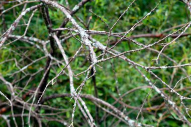 alanında kurutulmuş ağaç dalları