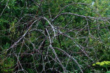 alanında kurutulmuş ağaç dalları