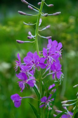 Çayırdaki güzel yabani çiçekler
