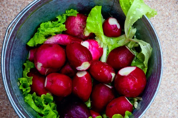 Early Summer Large Radish — Stock Photo, Image