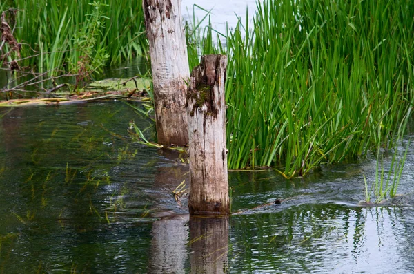 Pemandangan Air Yang Indah Sungai — Stok Foto