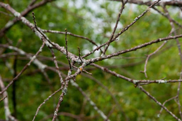 Gedroogde Boomtakken Het Veld — Stockfoto