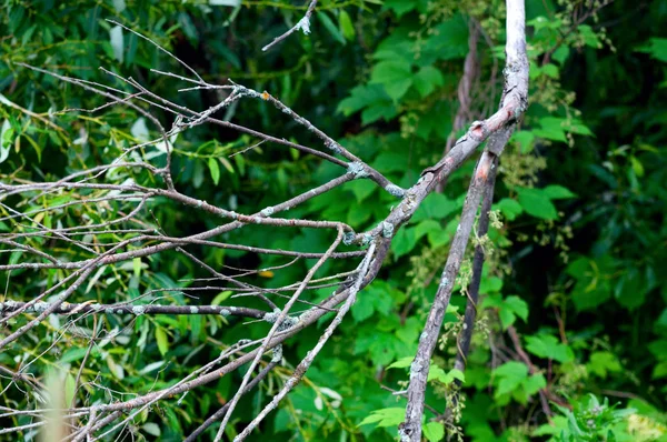 Branches Arbres Séchées Dans Champ — Photo