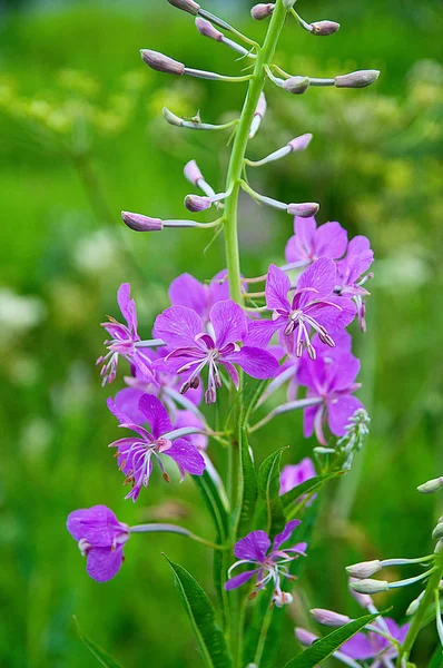 Çayırdaki güzel yabani çiçekler