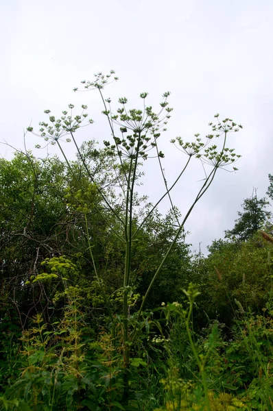 Schöne Wildblumen Auf Der Wiese — Stockfoto