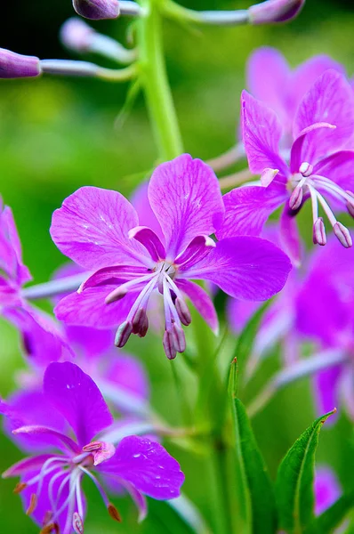 牧草地に咲く美しい野生の花 — ストック写真