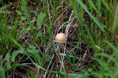 çim alanında yalnız bir mantar
