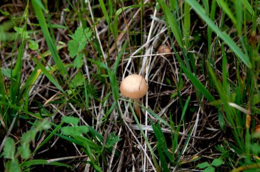 çim alanında yalnız bir mantar