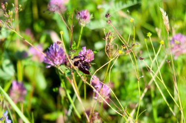 Çayırdaki güzel yabani çiçekler