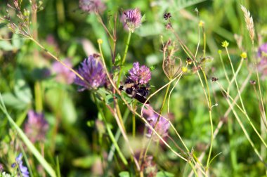 Çayırdaki güzel yabani çiçekler