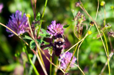 Çayırdaki güzel yabani çiçekler