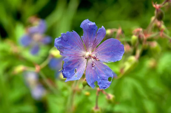 Çayırdaki Güzel Yabani Çiçekler — Stok fotoğraf