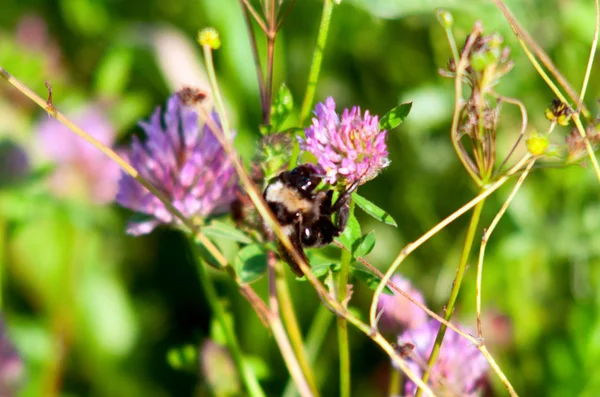 Çayırdaki güzel yabani çiçekler