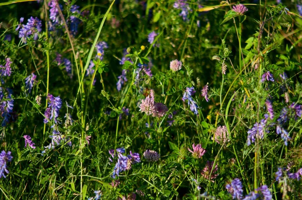 Schöne Wildblumen Auf Der Wiese — Stockfoto