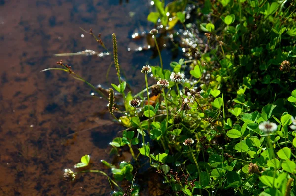 Pemandangan Air Yang Indah Sungai — Stok Foto