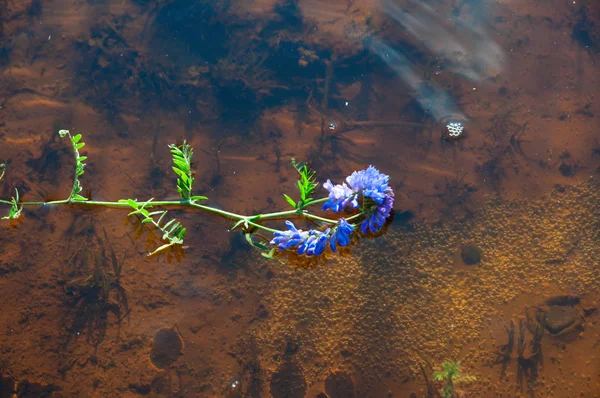 Pemandangan Air Yang Indah Sungai — Stok Foto