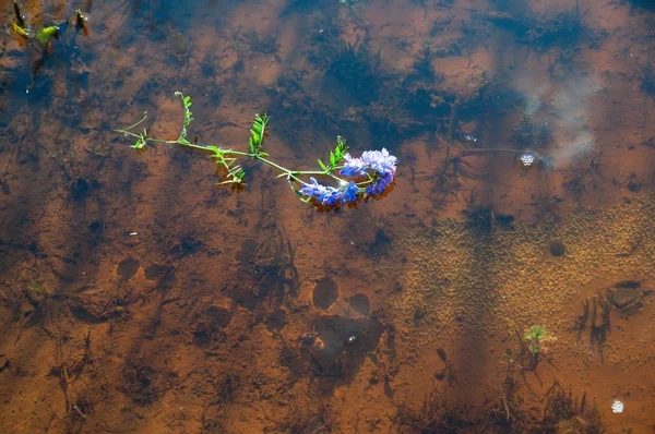 Pemandangan Air Yang Indah Sungai — Stok Foto