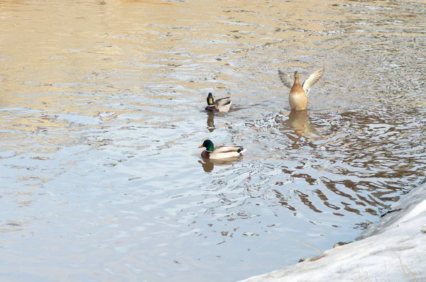 Enten Auf Dem Wasser Verschneiten Ufer — Stockfoto
