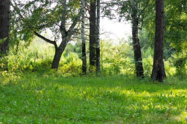 Güneş ışığındaki güzel yeşil orman