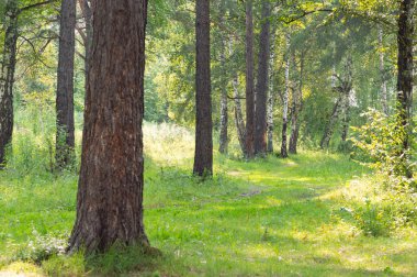 Ormanda güzel bir yol