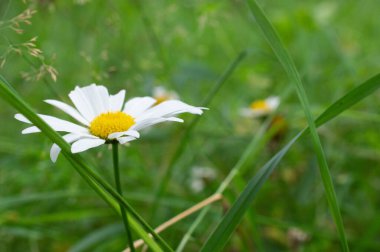 Yeşil arka planda güzel bir papatya çayı.