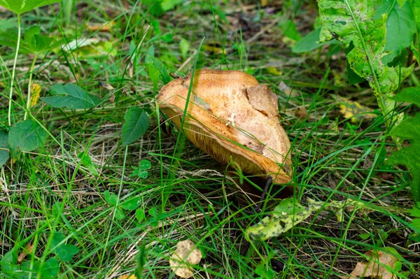 Setas Sobre Fondo Follaje Verde Seco — Foto de Stock