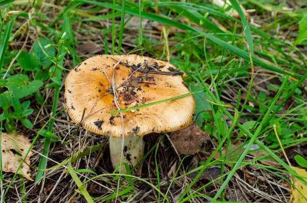 Mushrooms Background Green Dry Foliage — Stock Photo, Image