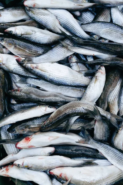Fresh fish grey mullet stacked at seafood market