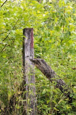 ahşap kutbunda yeşil çimen