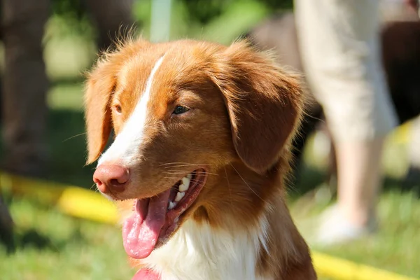 Bir köpeğin portresi.