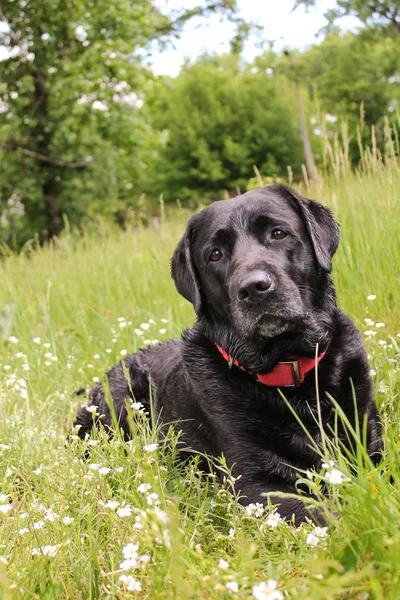  köpek, labrador, siyah, evde beslenen hayvan, geri almak,