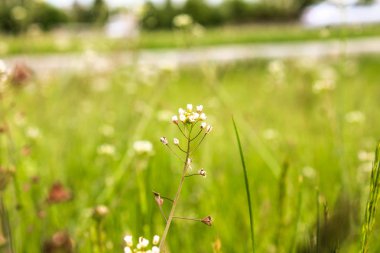 Çiyli yeşil çimen