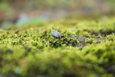 Doğa, yeşil, çim, moss, ağaç, orman, bitki, 