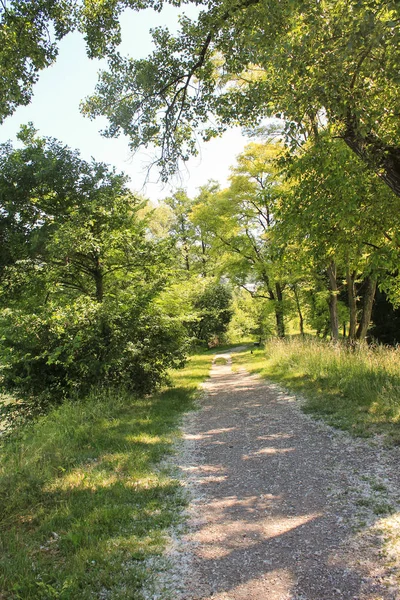  Ormanda yol