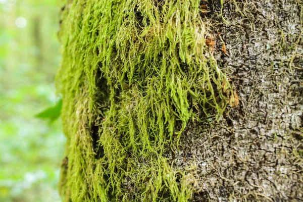  Moss, böcek, makro, bitki, kahverengi, bahar