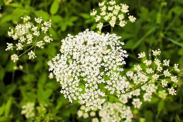 Bahçedeki Çiçekler — Stok fotoğraf