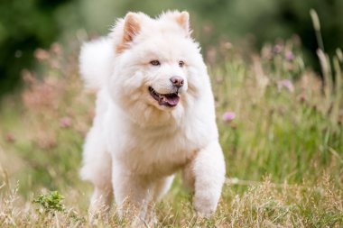Samoyed yavru tarafına bakarak bir çayırda çalıştıran kapatın. Sevimli beyaz tüylü köpek kırsal veya park uzun kürklü