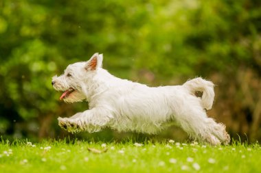 Beyaz Batı Highland Terrier çalıştıran ve parkta oynarken papatyalar üstünden atlayarak yukarı kapatın.