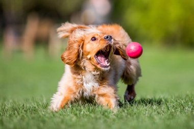 Parkta oynarken bir topu yakalıyor Spaniel köpek yavrusu kadar kapatın