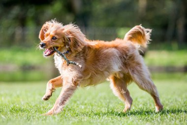 Parkta oynamaya çalışan Spaniel köpek yavrusu kadar kapatın